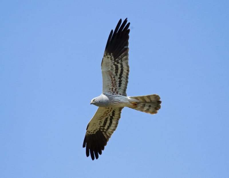Aguilucho cenizo: Ave del Año 2023