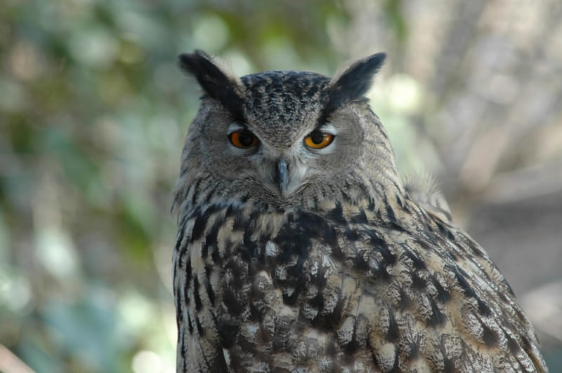 Juicio oral por caza ilegal