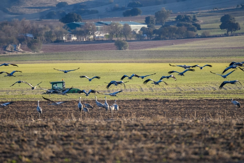 Agricultura y naturaleza protegiendo grullas