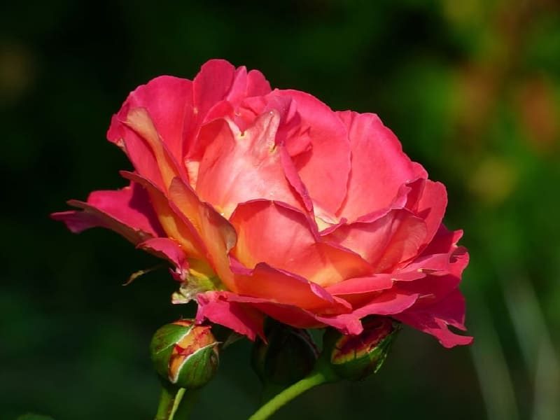 Invierno cálido adelanta floración e insectos