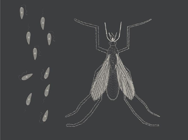 Los parásitos también se extinguen