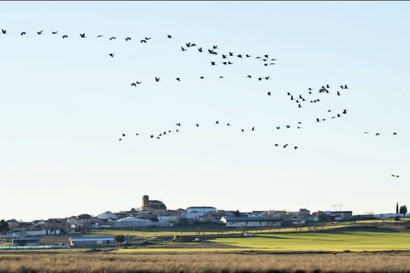 Agricultura y naturaleza protegiendo grullas