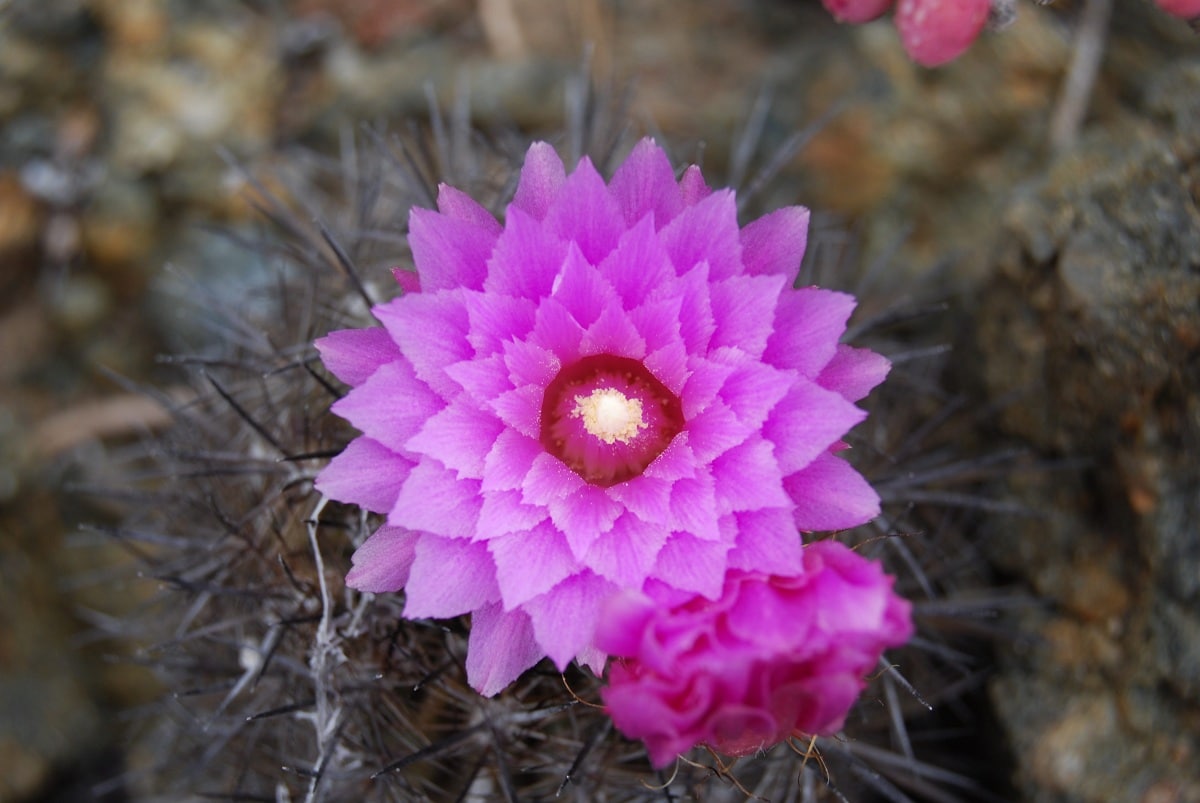 Y al tercer día resucitaron plantas extintas ecoticias.com