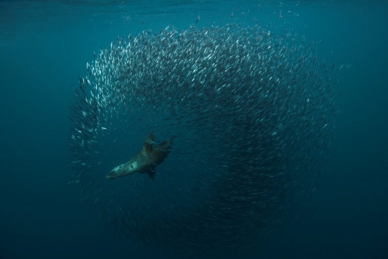 Área marina protegida “Mar de Pisagua”
