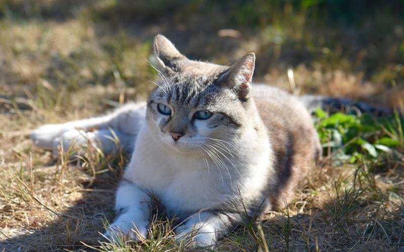 Ayudas estatales para gestionar Colonias Felinas