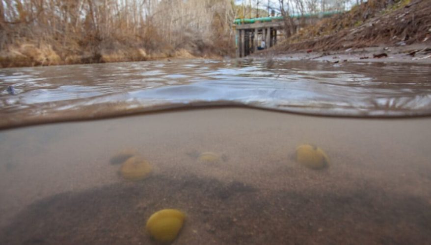 Almejas asiáticas en Chubut, Argentina