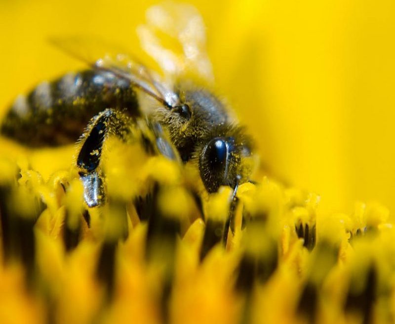 CE en defensa de los polinizadores