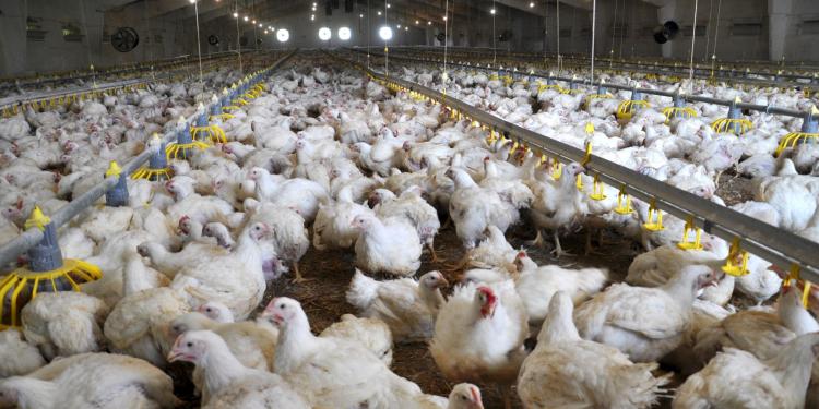 Italia: Pollos orgánicos cruelmente maltratados