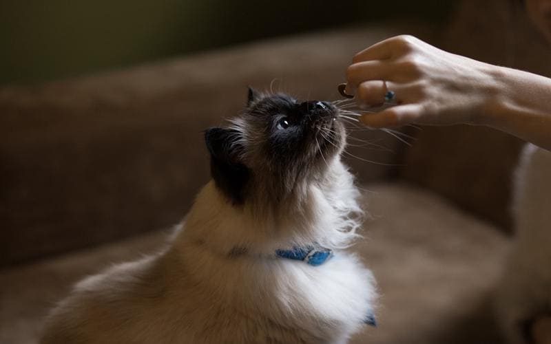 Nuevos snacks para mascotas