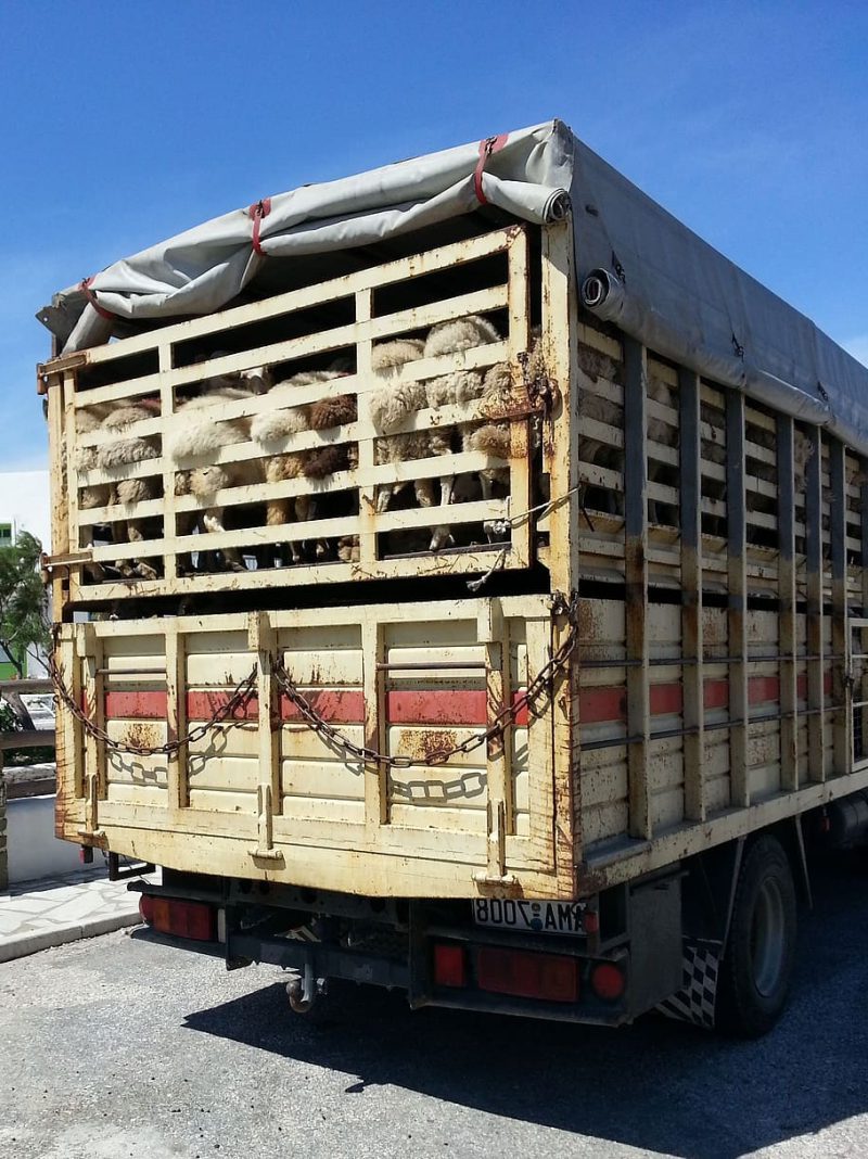 La salud de los animales NO es negociable