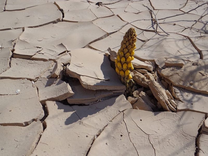 Coalición de Ministros de Comercio sobre el Clima