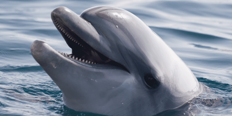 Jane Godall: liberad a los delfines de Brujas