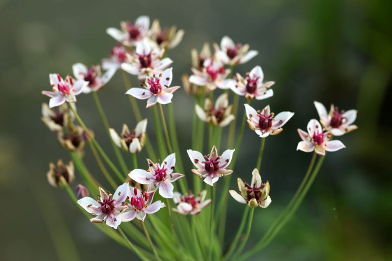 Flora amenazada en Catalunya ecoticias.com