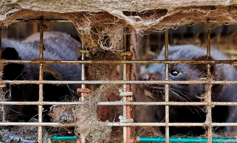 Cierre YA de Granjas peleteras en España