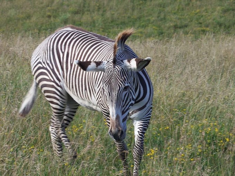 Día Internacional de la Cebra 2023