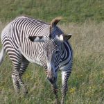 Día Internacional de la Cebra 2023