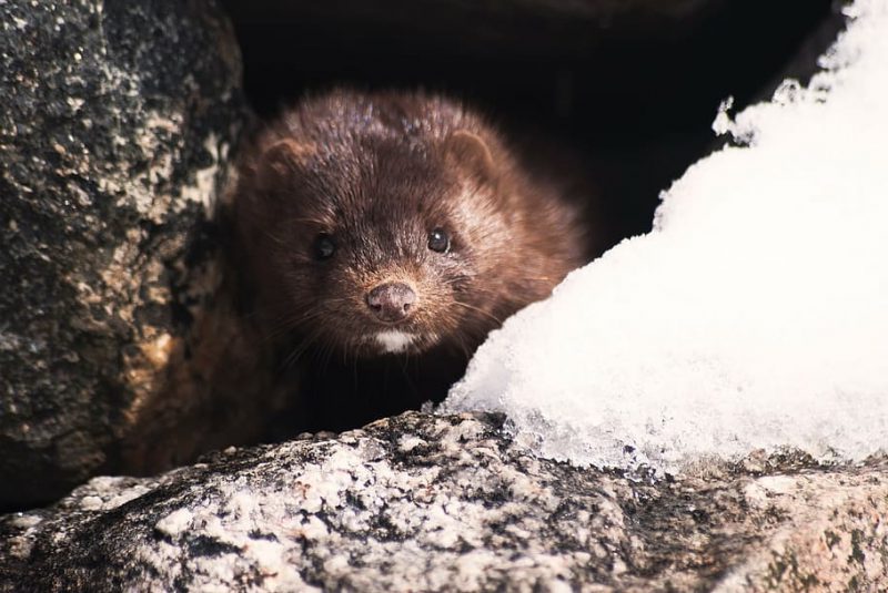 Suecia no aprende: seguirá criando visones