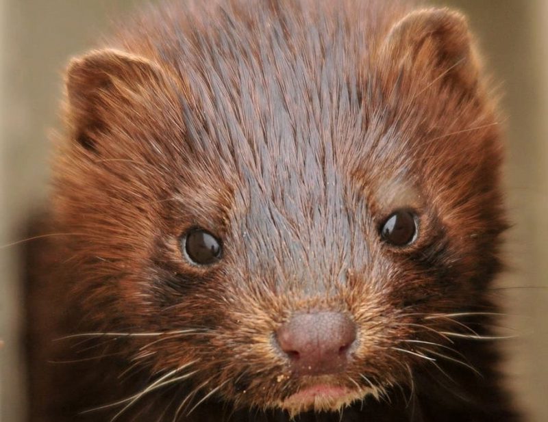 Suecia no aprende: seguirá criando visones