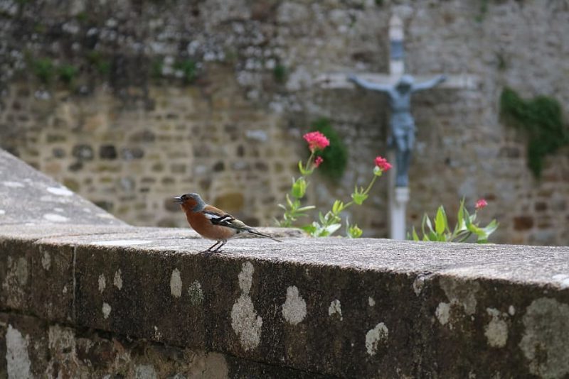 Biodiversidad en cementerios y parques latinoamericanos