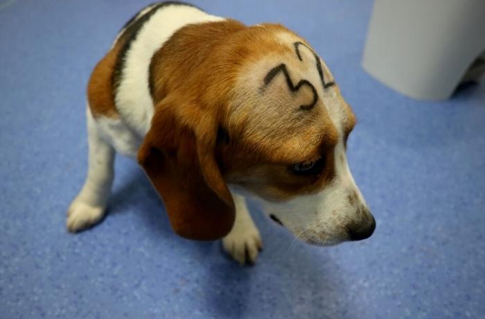 FAADA y AnimaNaturalis contra la Vivotecnia