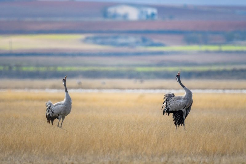 Inauguración del Observatorio de la Laguna de El Hito