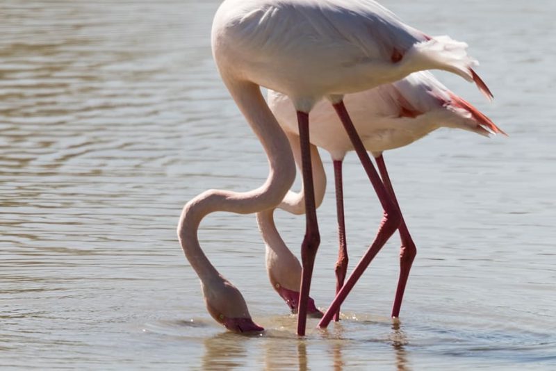 NO más pesticidas en Doñana