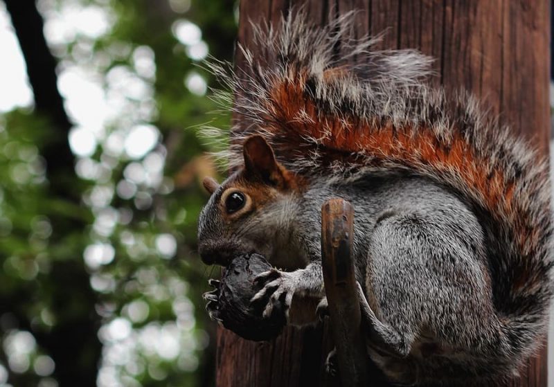Día Mundial de la Ardilla 2022