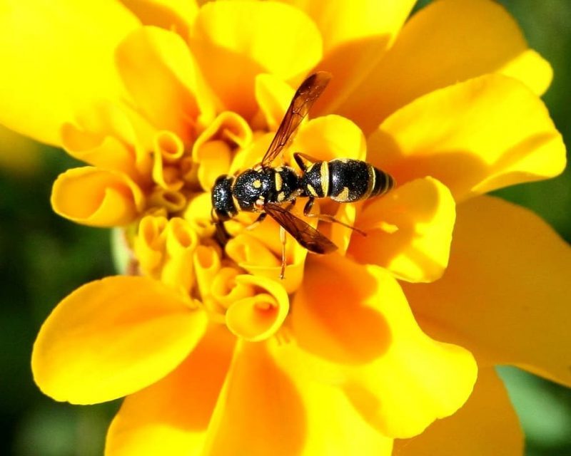 CE en defensa de los polinizadores