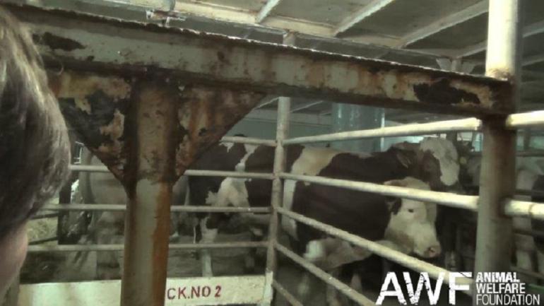 Maltrato animal y drogas en alta mar