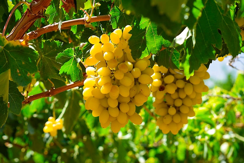 Residuos del vino: Eliminando metales pesados de las aguas