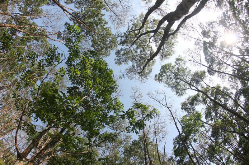 Amazonia devastada por la actividad humana