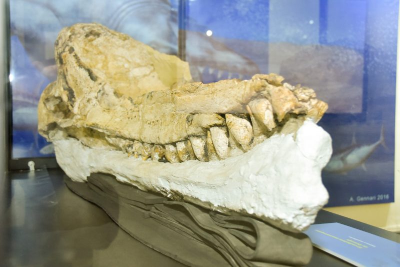 Perú: Nueva especie de cachalote prehistórico