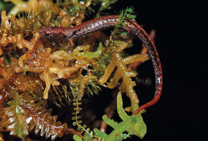 Costa Rica: Nuevas especies de salamandras