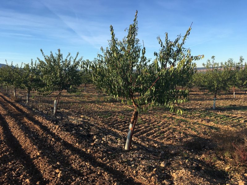 Riego adecuado para un cultivo del almendro más sostenible