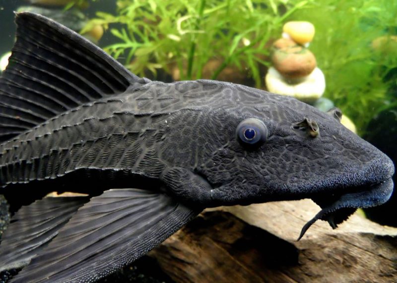 Un pez 'limpiafondos' y la contaminación por cadmio