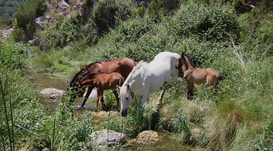 Amazonia: captura de metano desde el suelo