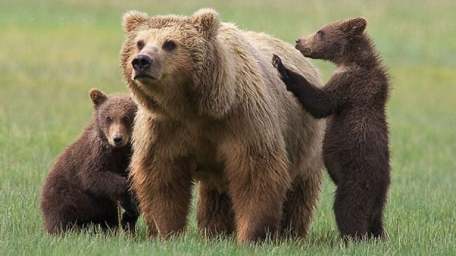 Cómo se comunican los osos