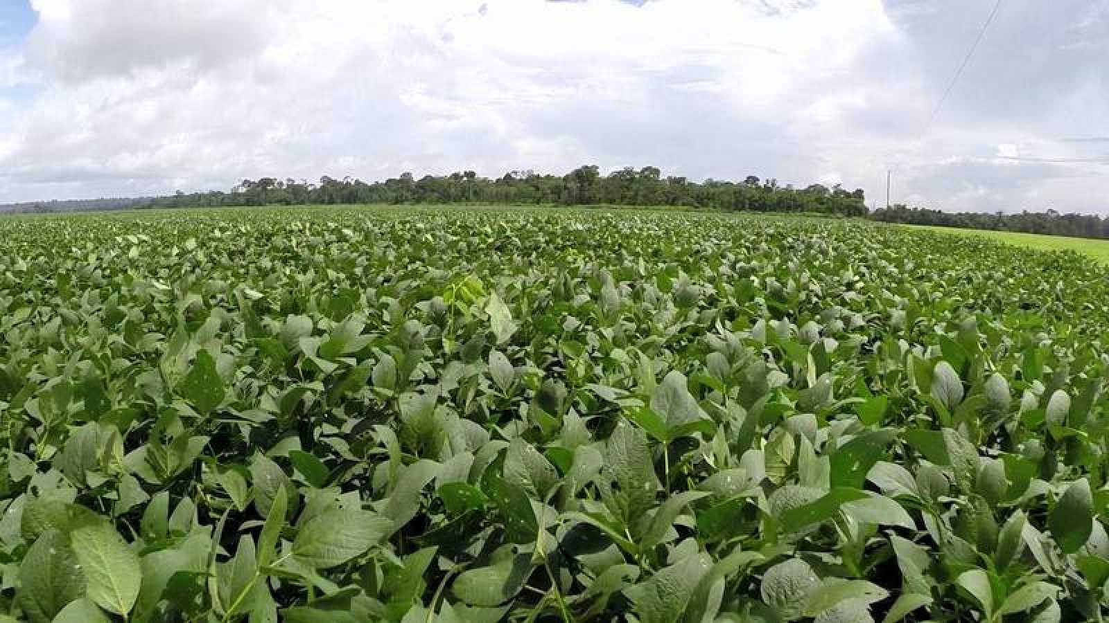 Comunidades afectadas por la soja y el comercio UE-Mercosur