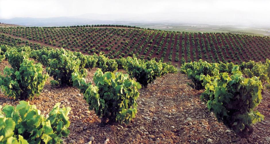 Ruta del Vino Campo de Cariñena