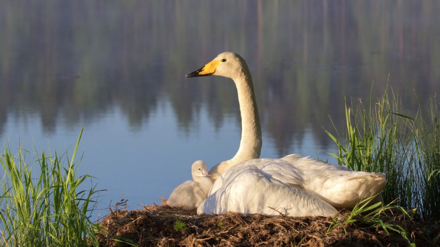 Día de los Humedales: España suspende