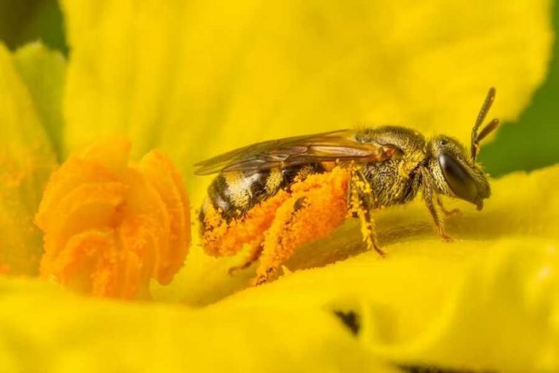 El sector azucarero tiene vía libre para eliminar abejas