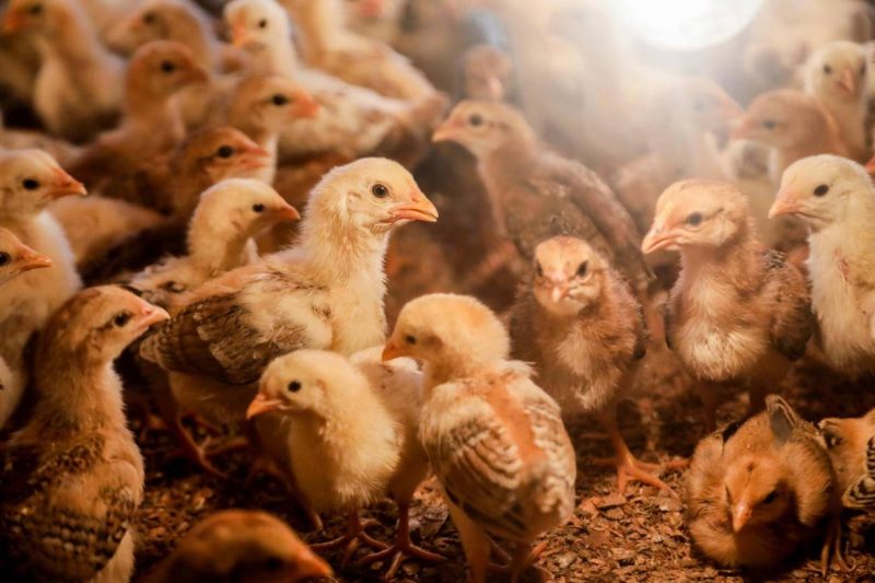Gripe aviar H5N1 a los humanos no es fácil