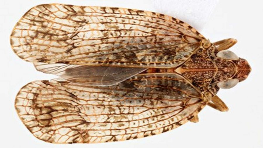 La Gomera: Nueva especie endémica de 'chicharrita'