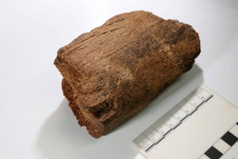 La caza de la ballena en Cantabria al descubierto