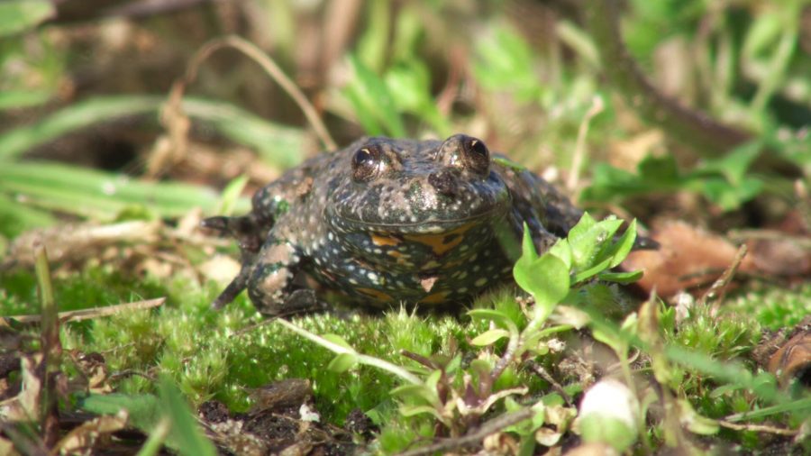 Los secretos del sapo partero común