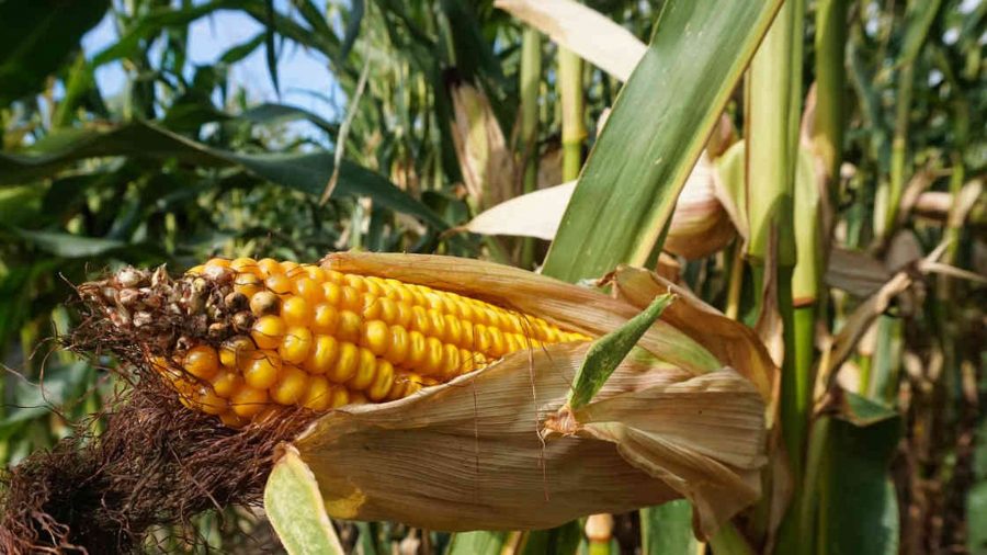 Nuevos transgénicos: Peligra la biodiversidad