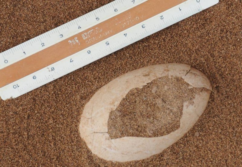 Pardelas de hace 2.000 años