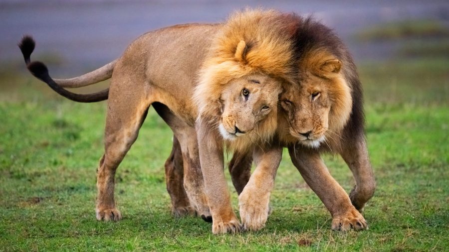 Premio Fronteras del Conocimiento para la naturaleza