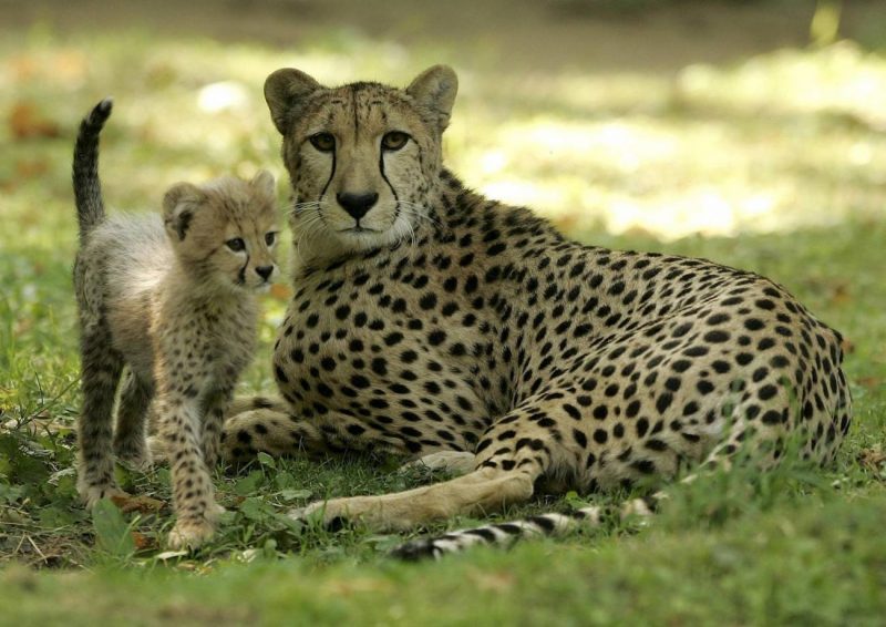 Qué sabemos del extinto guepardo americano