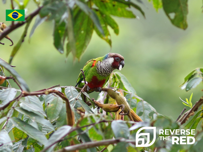 Revertiendo el rojo en la naturaleza